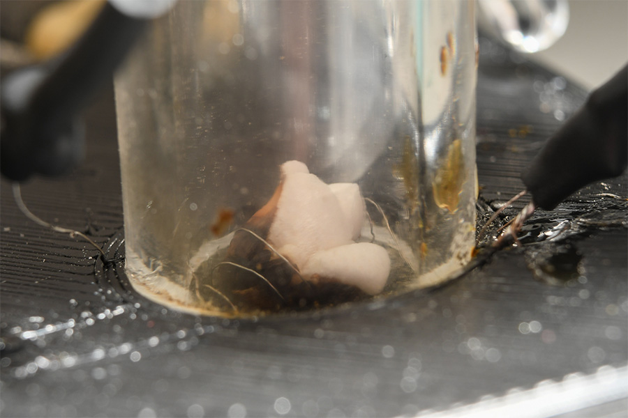 A popcorn kernel inside a glass tube with a small wire wrapped around it