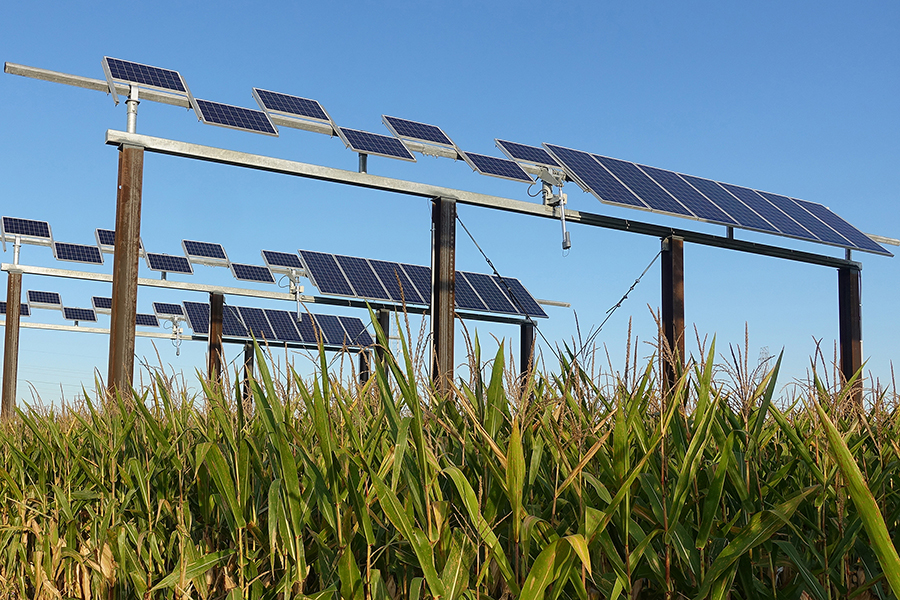 solar panel in corn field