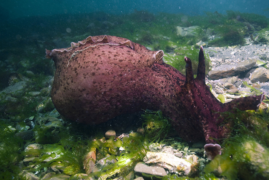 sea slug