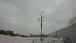 Agave Death Bloom - BTNY