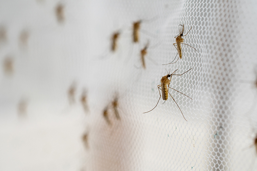 mosquitoes