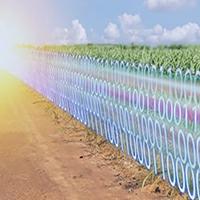 1's and 0's superimposed on a corn field
