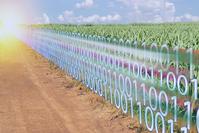 1's and 0's superimposed on a corn field
