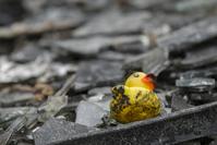 Singed yellow duck toy amongst rubble